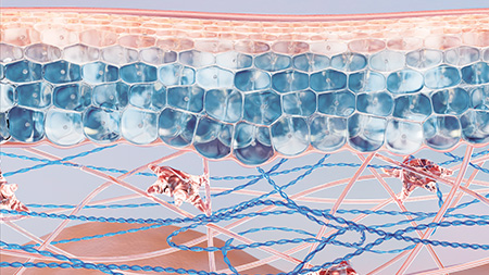 Toleridine™ imagem de patente